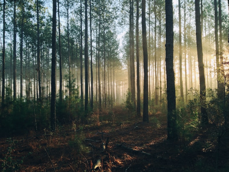 Large-estate tree risk assessment program, Mornington Peninsula